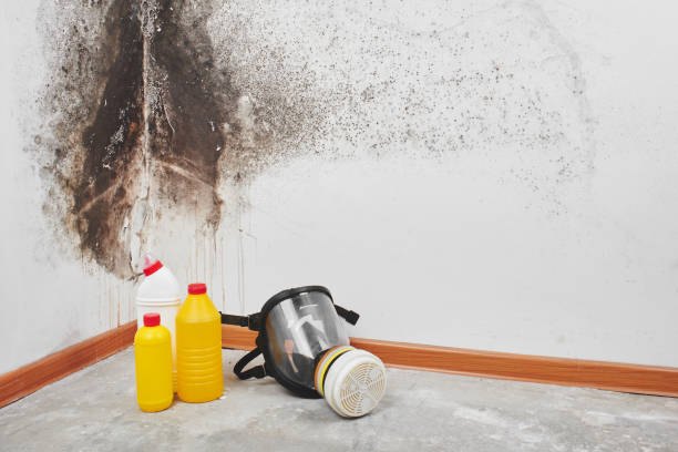 Best Attic Mold Remediation in Trent Woods, NC