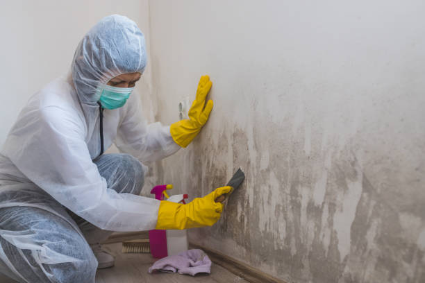 Best Health and Safety Mold Remediation in Trent Woods, NC