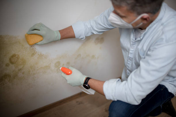 Best Commercial Mold Remediation in Trent Woods, NC