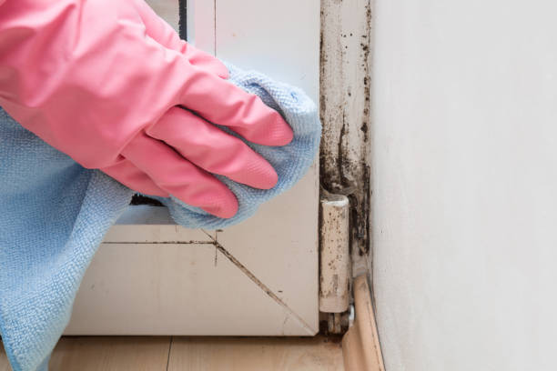 Professional Mold Remediation in Trent Woods, NC